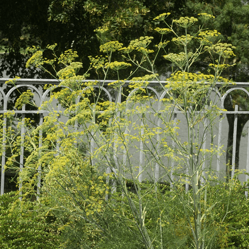 Des images de diffrentes plantes